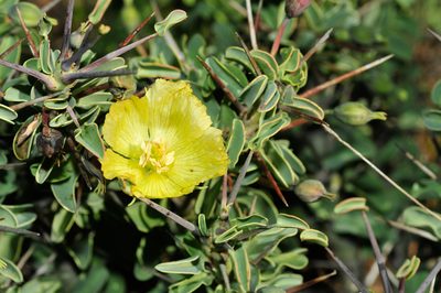 Monsonia spinosa, photographed by Cheng-Tao Lin