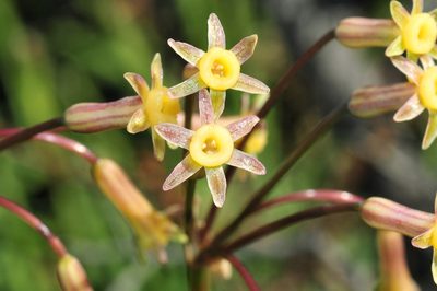 Tulbaghia dregeana, photographed by Cheng-Tao Lin