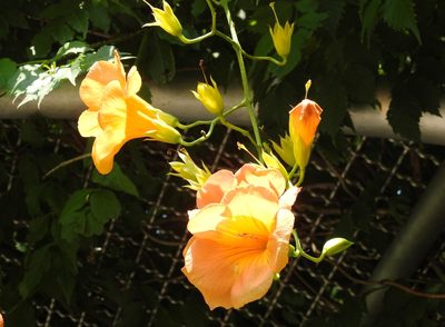 Campsis grandiflora, photographed by Pedro Henrique Maloso Ramos