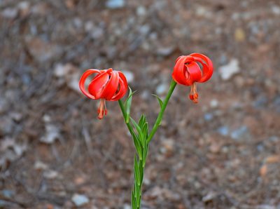 Lilium chalcedonicum, photographed by Kostas Zontanos