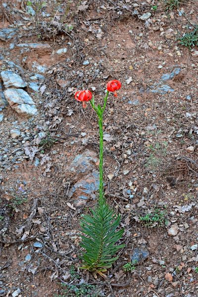 Lilium chalcedonicum, photographed by Kostas Zontanos