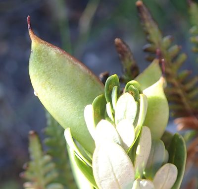 Cyclopia sessiliflora, photographed by Nicola van Berkel