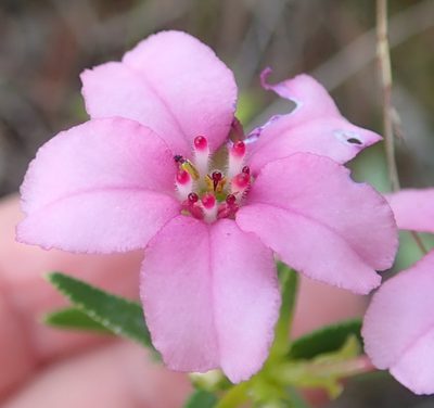 Adenandra fragrans, photographed by Nicola van Berkel