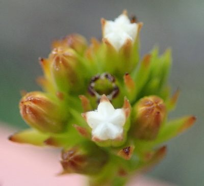 Thesium capitatum, photographed by Nicola van Berkel