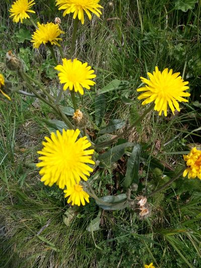 Crepis conyzifolia, photographed by Crap Fou