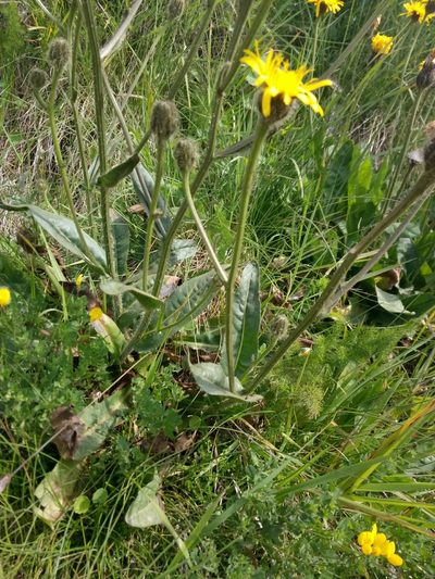 Crepis conyzifolia, photographed by Crap Fou