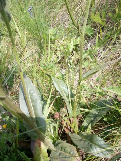 Crepis conyzifolia, photographed by Crap Fou