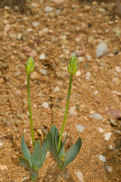 Eliokarmos pruinosus, photographed by Cheng-Tao Lin