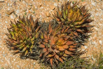 Aloe melanacantha, photographed by Cheng-Tao Lin
