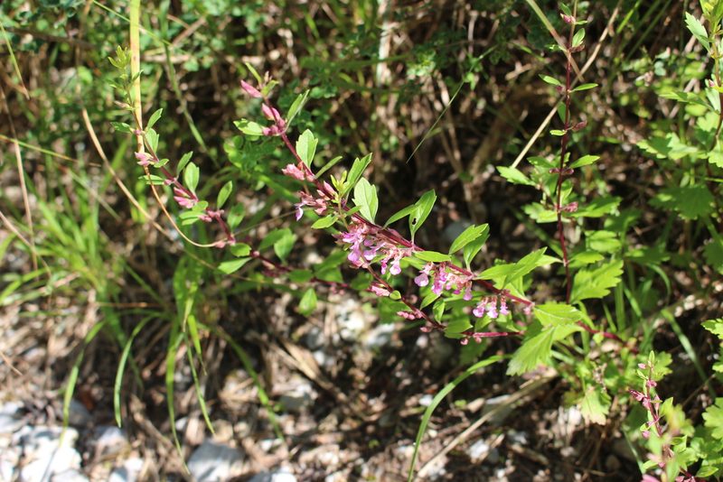Teucrium lucidum, photographed by Fabien Piednoir
