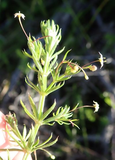 Galium mucroniferum, photographed by Nicola van Berkel