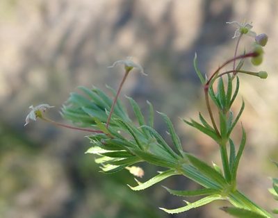Galium mucroniferum, photographed by Nicola van Berkel