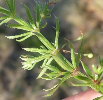 Galium mucroniferum, photographed by Nicola van Berkel