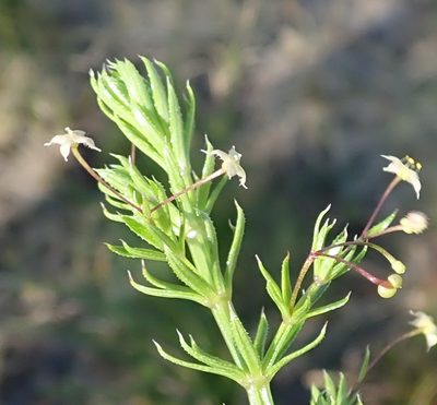 Galium mucroniferum, photographed by Nicola van Berkel