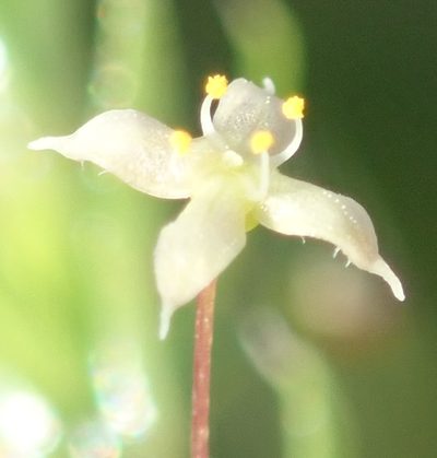 Galium mucroniferum, photographed by Nicola van Berkel