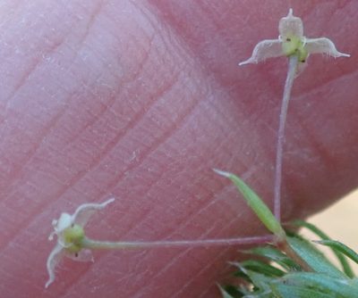 Galium mucroniferum, photographed by Nicola van Berkel