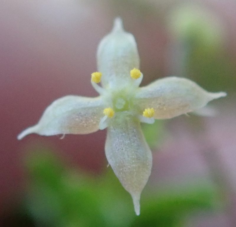 Galium mucroniferum, photographed by Nicola van Berkel