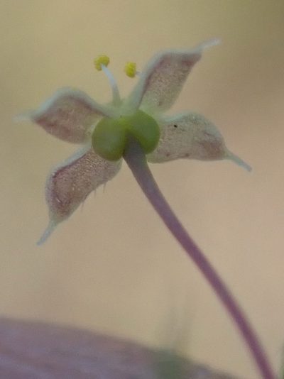 Galium mucroniferum, photographed by Nicola van Berkel