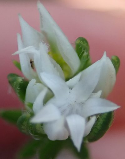 Euchaetis avisylvana, photographed by Nicola van Berkel