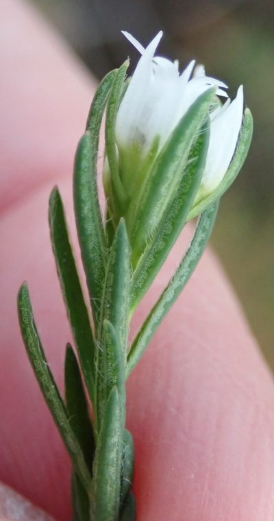 Euchaetis avisylvana, photographed by Nicola van Berkel