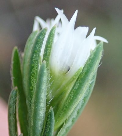 Euchaetis avisylvana, photographed by Nicola van Berkel