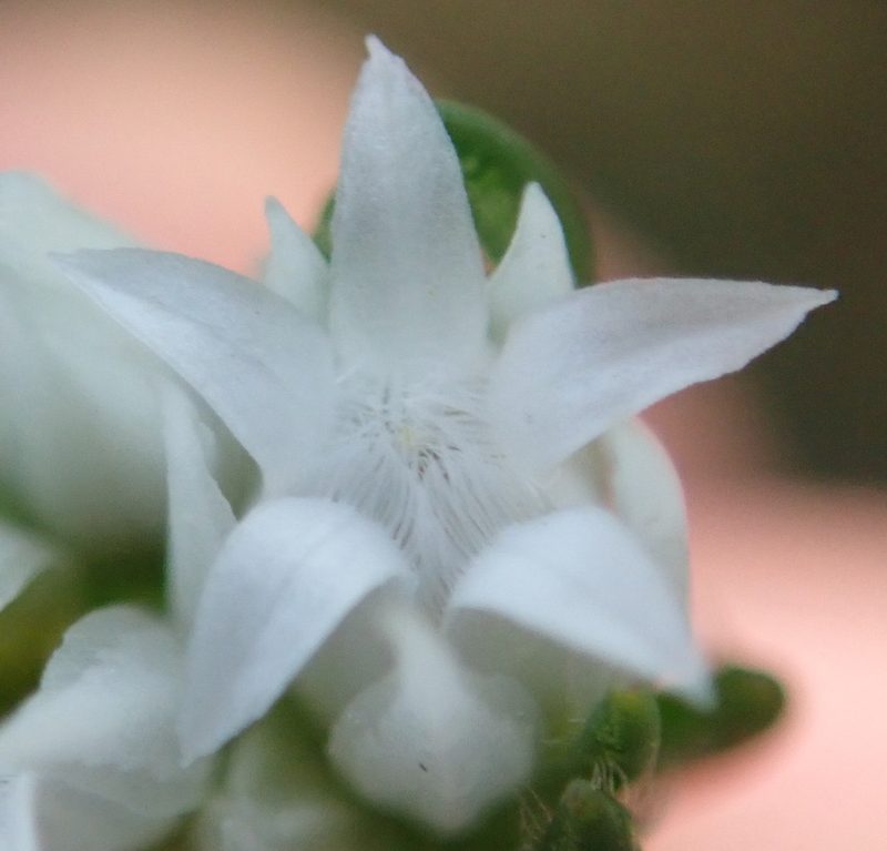 Euchaetis avisylvana, photographed by Nicola van Berkel