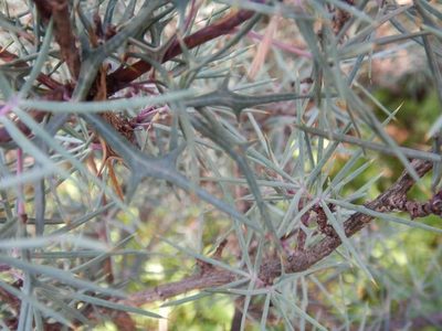 Berberis pinifolia, photographed by Jonathan Rodriguez
