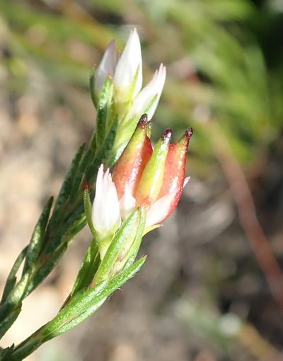 Euchaetis avisylvana, photographed by Nicola van Berkel