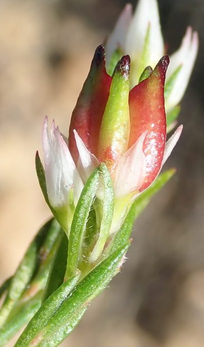 Euchaetis avisylvana, photographed by Nicola van Berkel