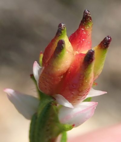 Euchaetis avisylvana, photographed by Nicola van Berkel