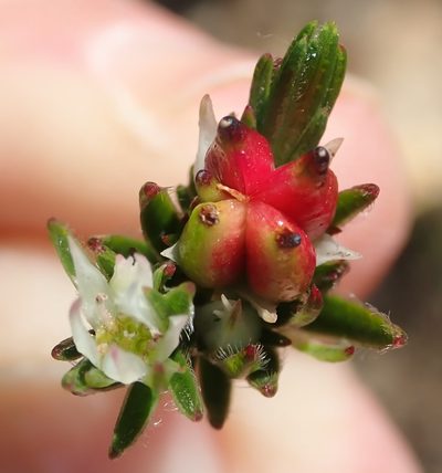 Euchaetis avisylvana, photographed by Nicola van Berkel