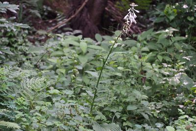 Hosta sieboldiana, photographed by harum.koh