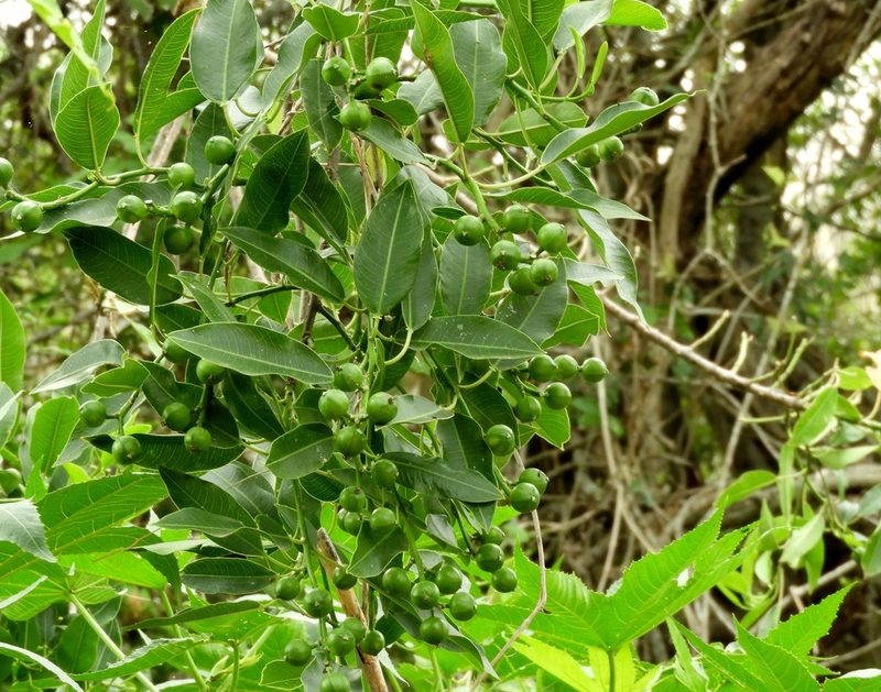 Sapium lateriflorum, photographed by Francisco Farriols Sarabia