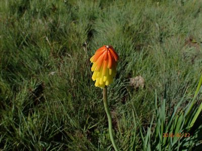 Kniphofia porphyrantha, photographed by Peter Warren
