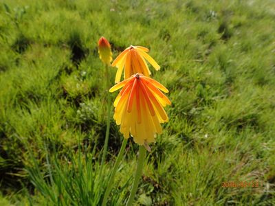 Kniphofia porphyrantha, photographed by Peter Warren
