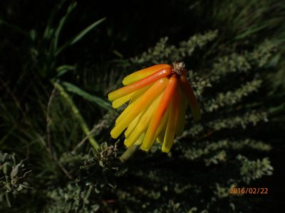 Kniphofia porphyrantha, photographed by Peter Warren