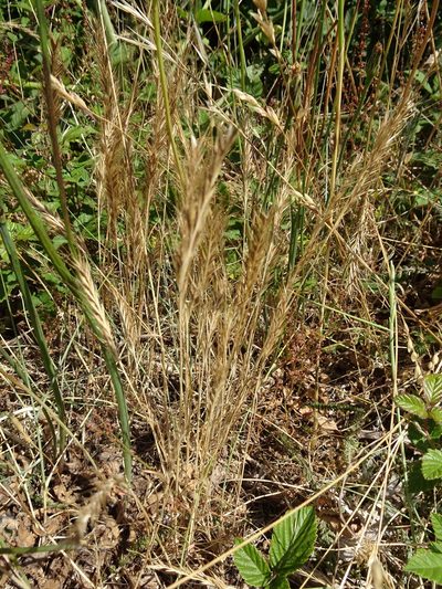 Festuca ambigua, photographed by Robert H. Wardell