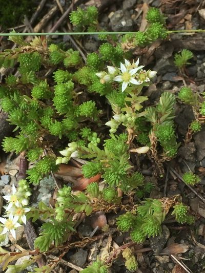Sedum gracile, photographed by Andre Hosper