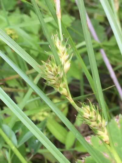 Carex hordeistichos, photographed by Andre Hosper