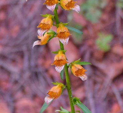 Digitalis laevigata, photographed by Kostas Zontanos