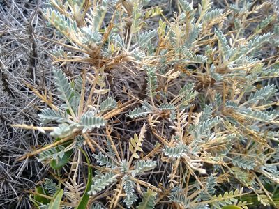 Astragalus terraccianoi, photographed by Rafael Medina