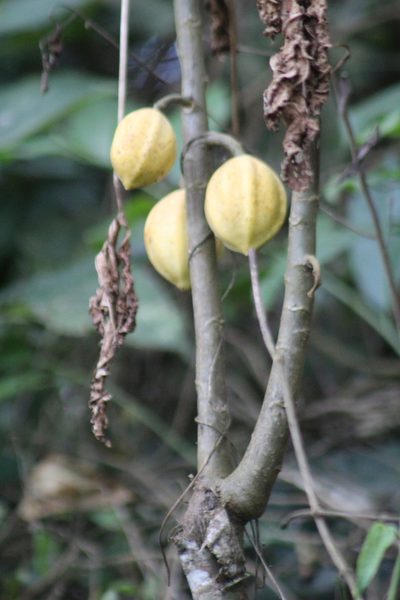 Vasconcellea microcarpa, photographed by GERMAN LEONEL SARMIENTO CRUZ