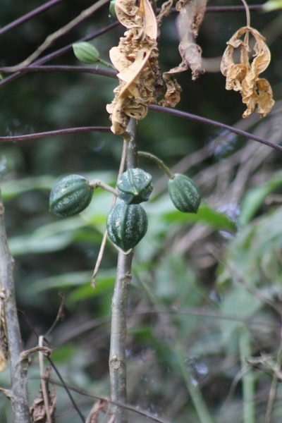 Vasconcellea microcarpa, photographed by GERMAN LEONEL SARMIENTO CRUZ