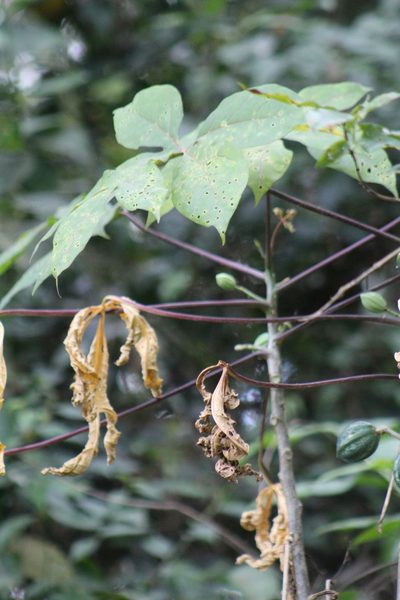 Vasconcellea microcarpa, photographed by GERMAN LEONEL SARMIENTO CRUZ