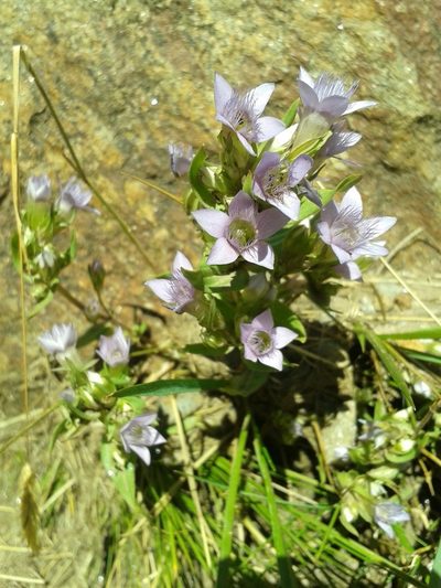 Gentianella ramosa, photographed by Massimo Ferrario