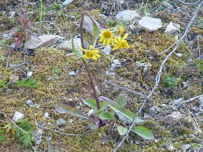 Senecio lugens, photographed by Syd Cannings