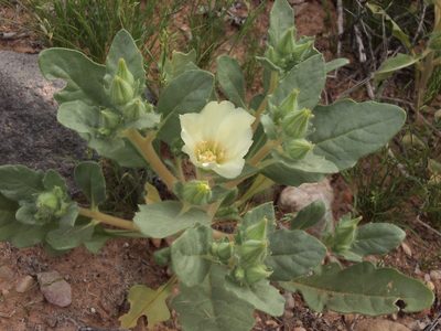 Mentzelia tricuspis, photographed by Jim Morefield