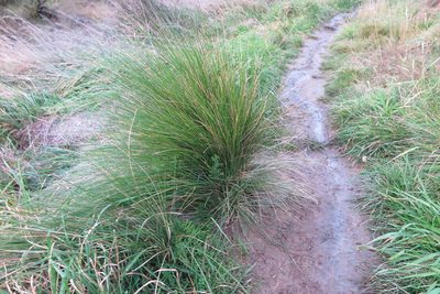 Poa labillardierei, photographed by Alice Shanks