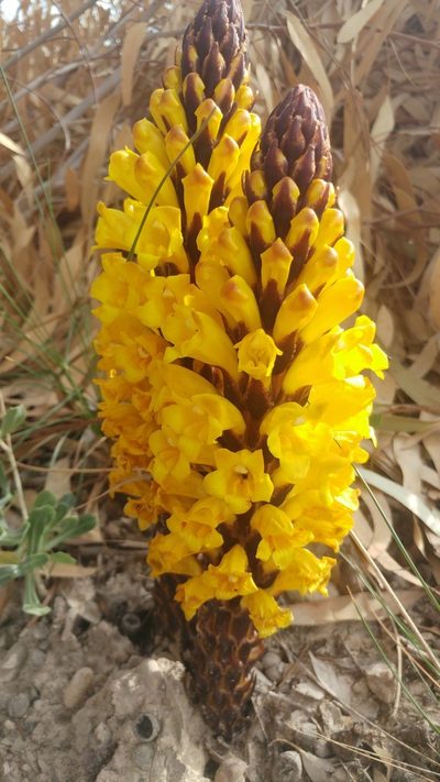 Cistanche lutea, photographed by MARIANO ORTUÑO