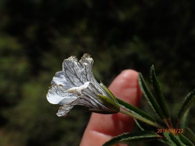 Monsonia attenuata, photographed by Peter Warren